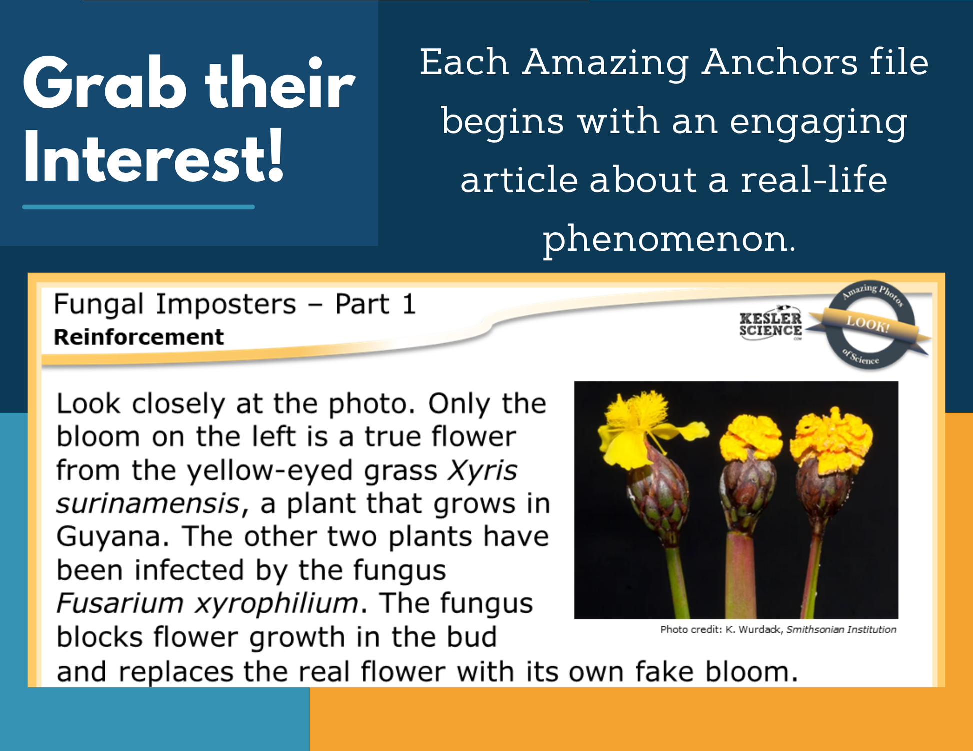 Amazing Anchors Variations in Populations (Fungal Imposters) - MS 6-8