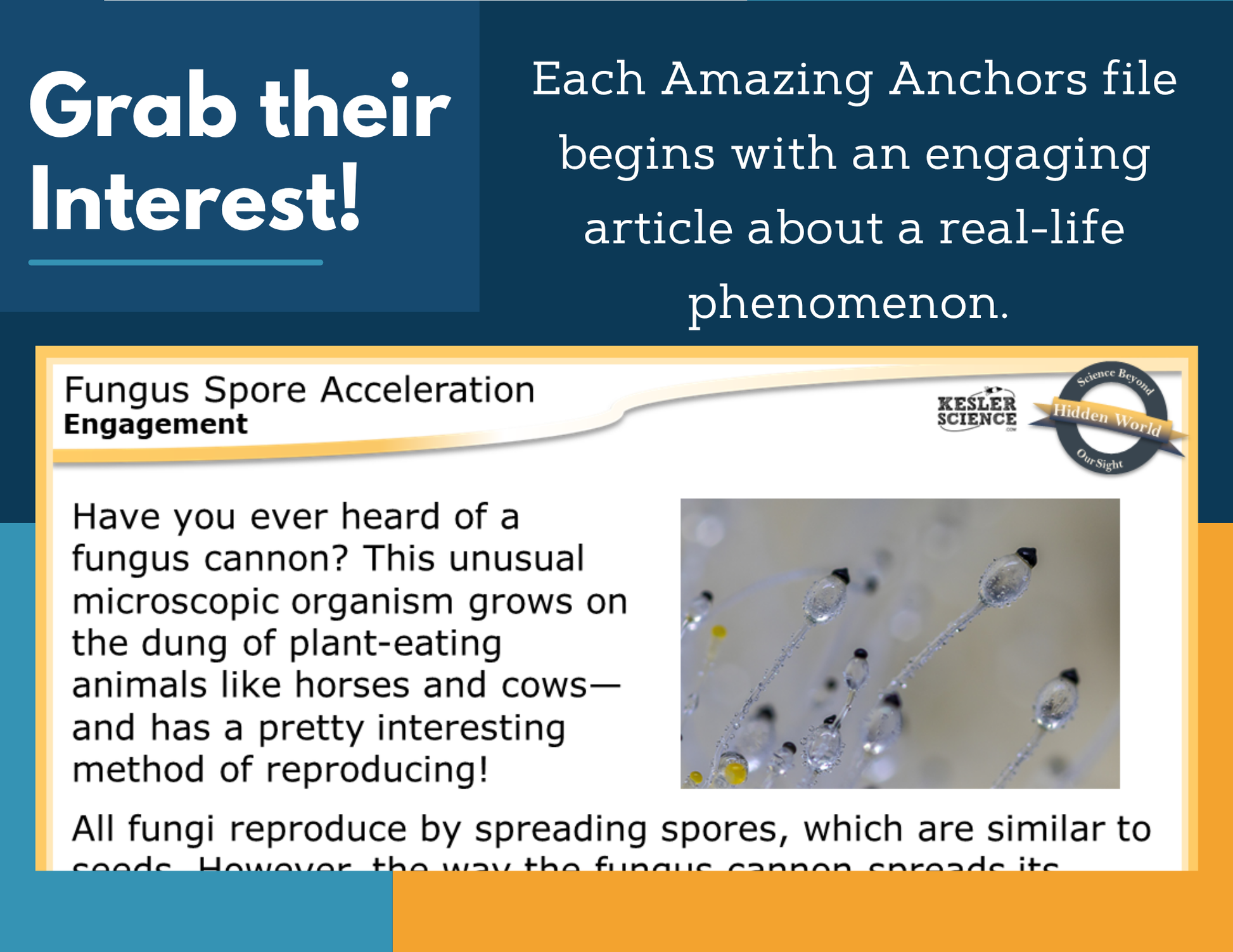 Amazing Anchors Velocity & Acceleration (Fungus Spore Acceleration) - MS 6-8