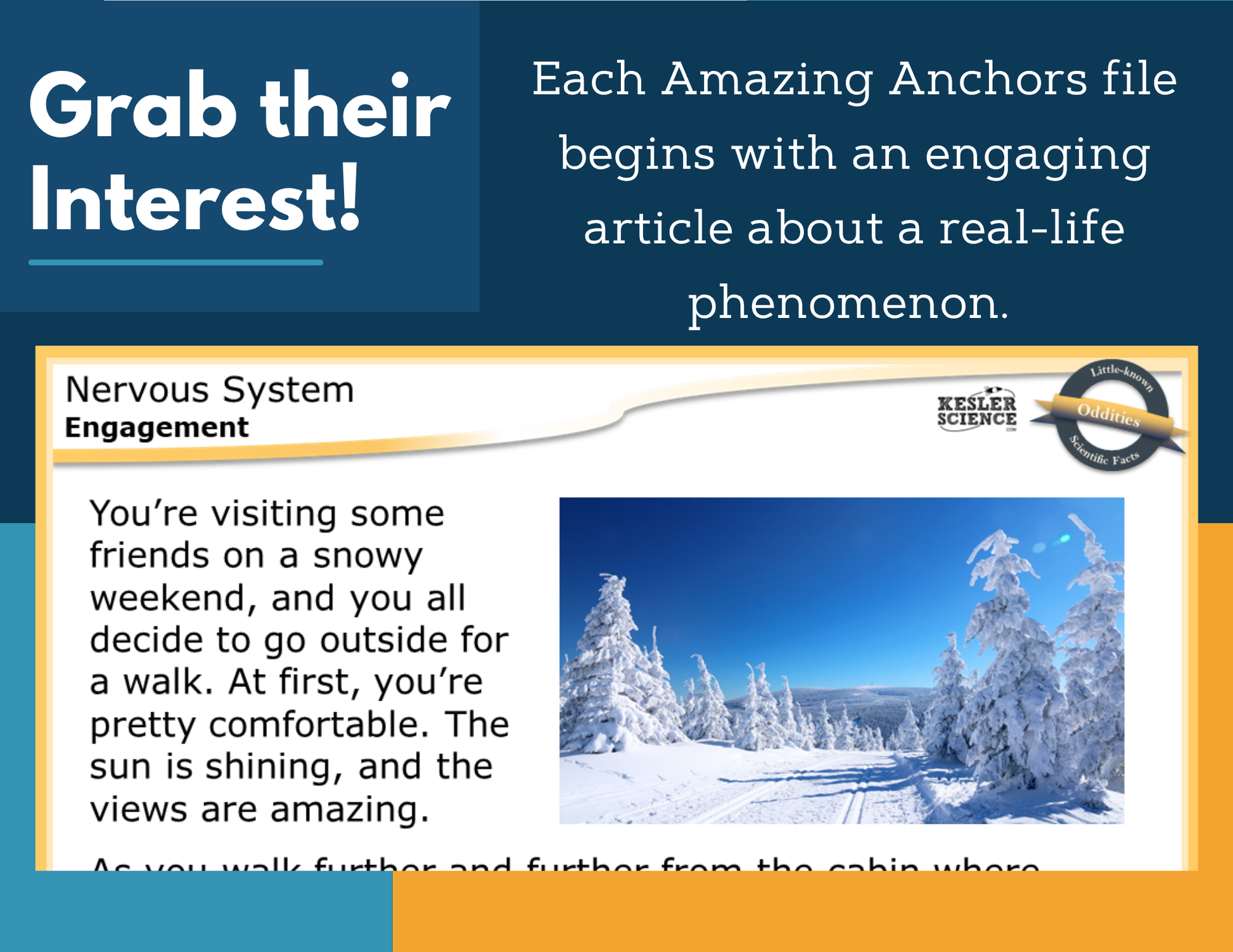 Amazing Anchors - Nervous System - NGSS MS LS1-8, MS 6-8