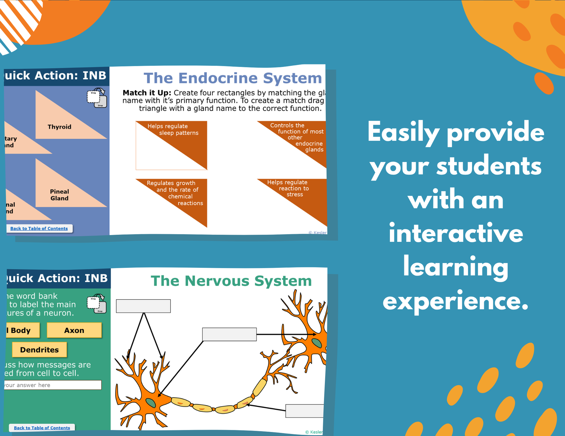 Body Systems Interactive Notebook Pages - Digital & Print INB - MS 6-8