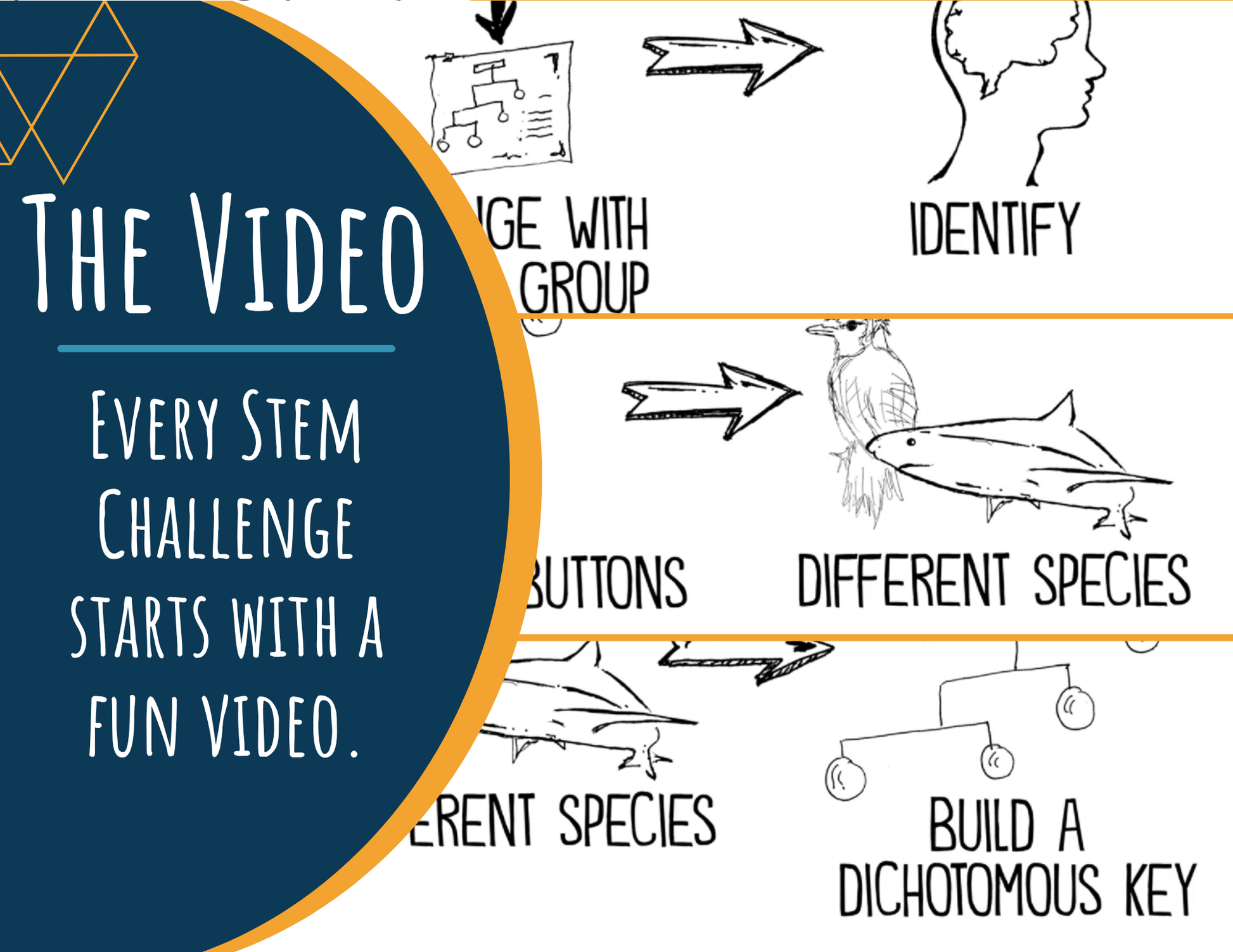 STEM Challenge - Project Keys to the Kingdom - Create a Button Dichotomous Key