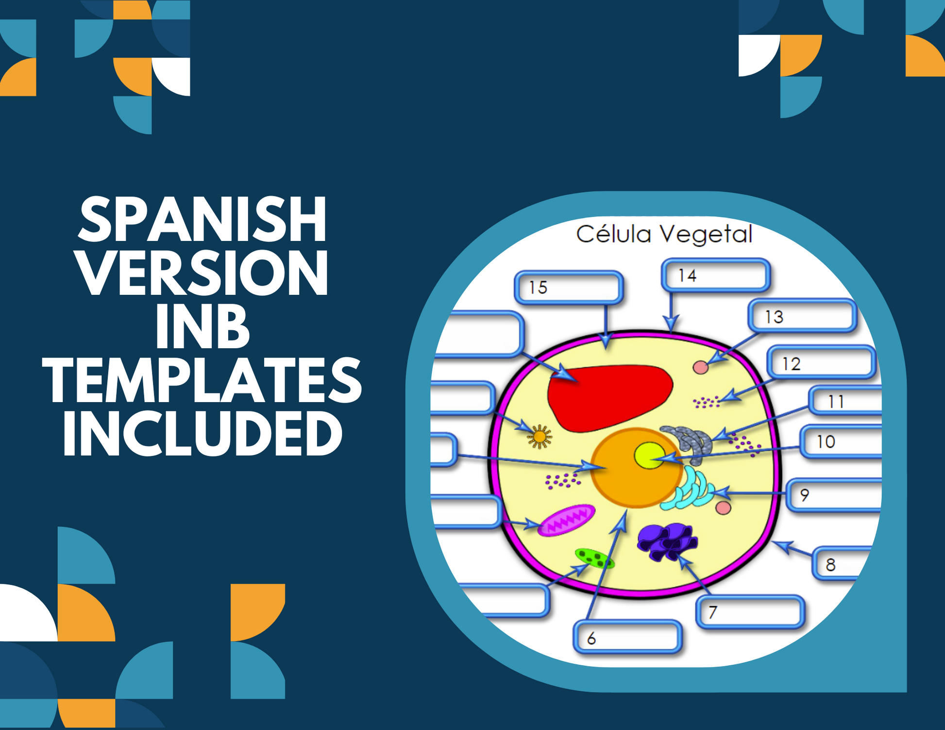 Plant & Animal Cells Interactive Notebook Pages - Paper INB - MS 6-8