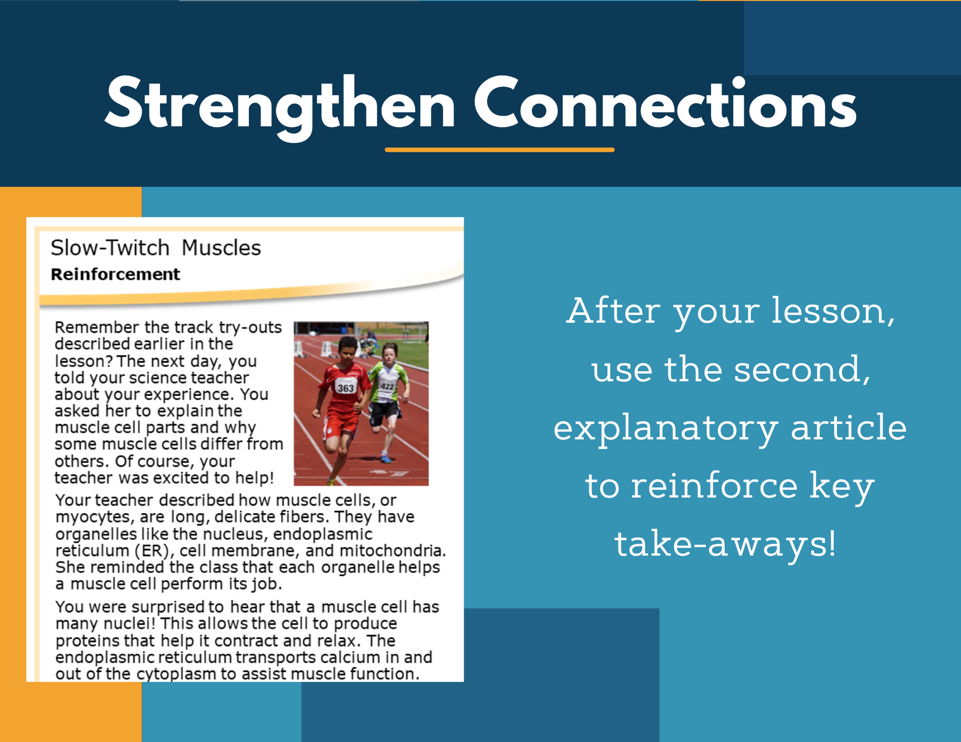 Amazing Anchors Cell Parts & Functions (Slow Twitch Muscles) - NGSS MS LS1-2, MS 6-8