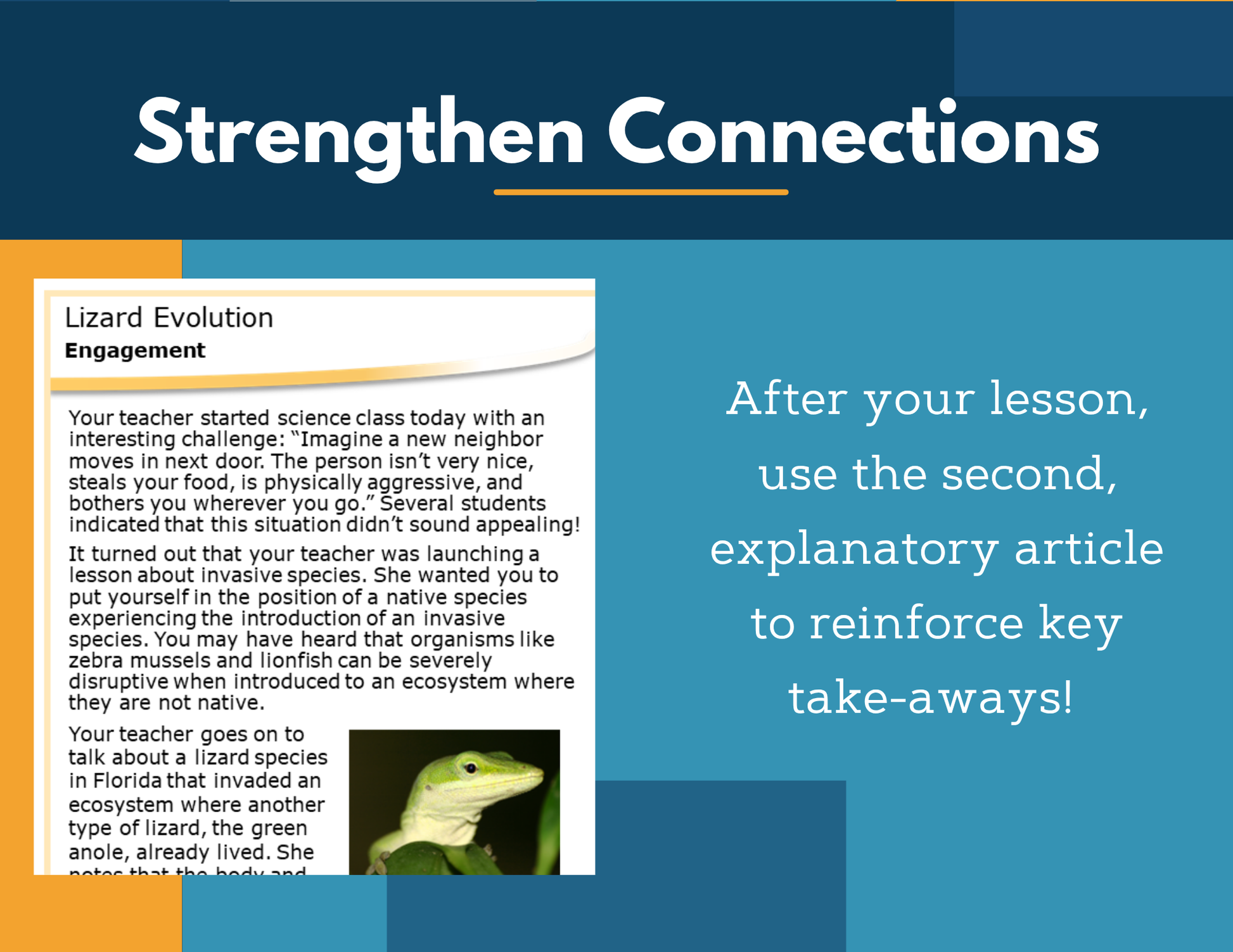 Amazing Anchors Natural Selection (Lizard Evolution) - NGSS MS LS4-6