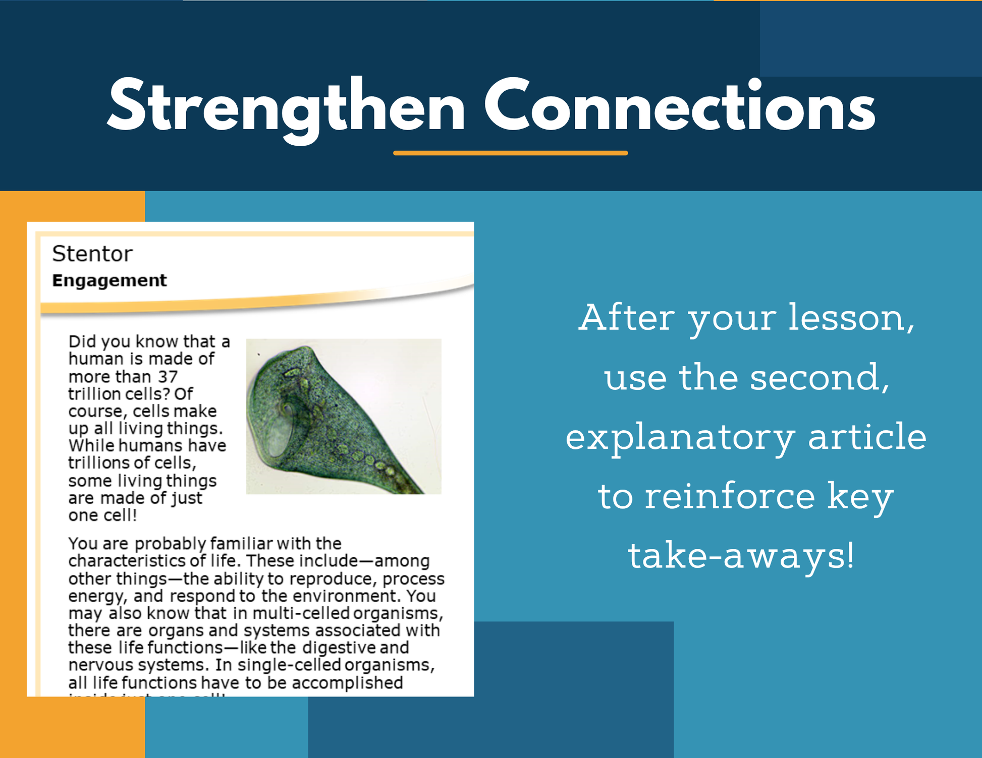 Amazing Anchors Cell Parts & Functions (Stentor) - NGSS MS LS1-2
