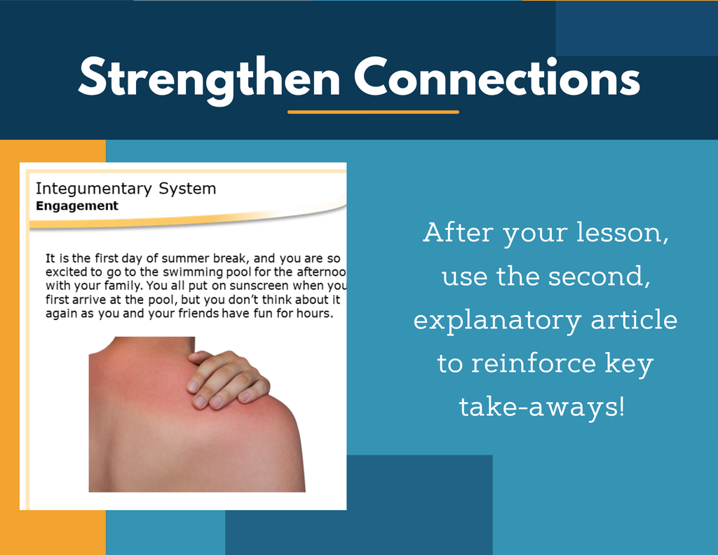 Amazing Anchors - Integumentary System - MS 6-8