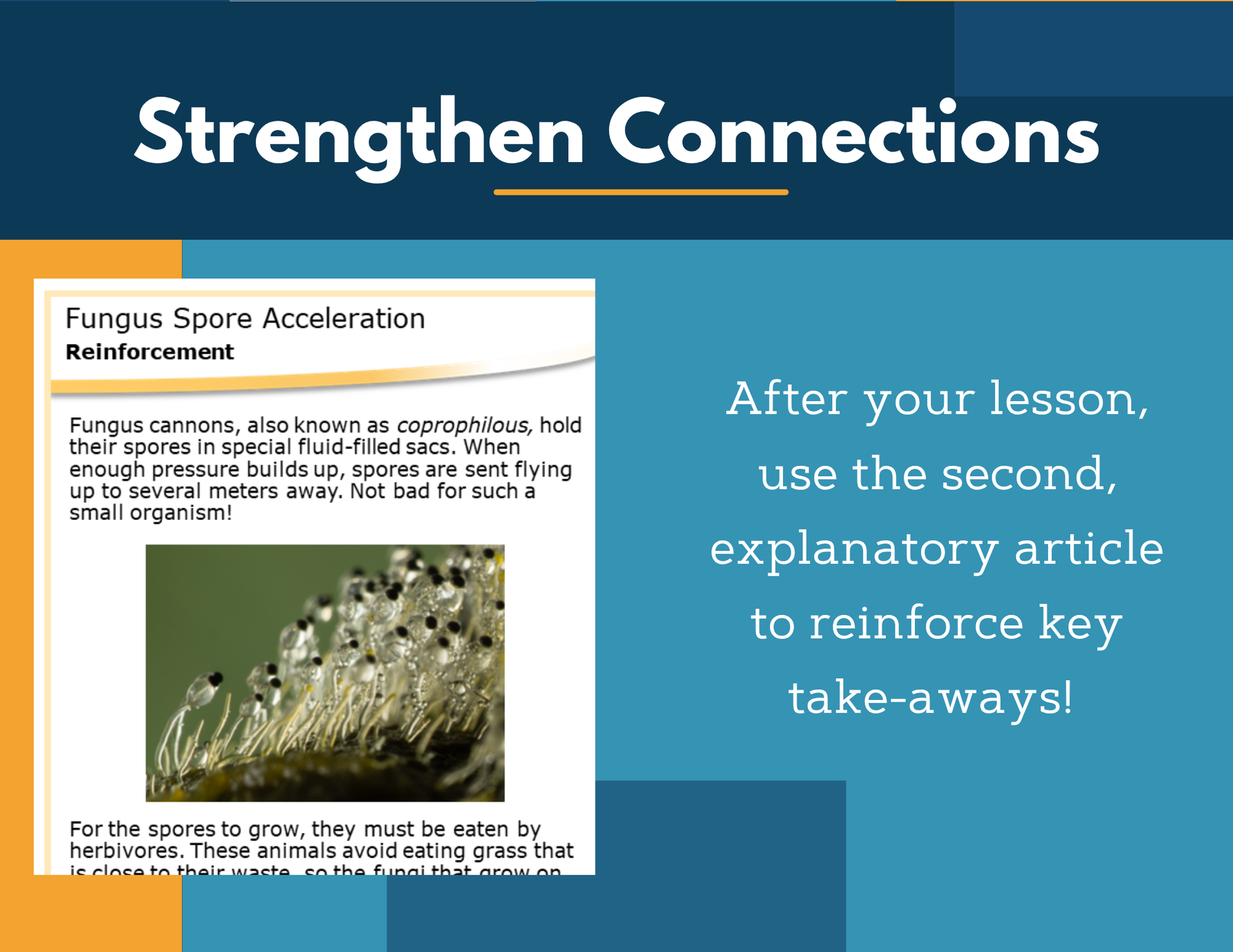 Amazing Anchors Velocity & Acceleration (Fungus Spore Acceleration) - MS 6-8