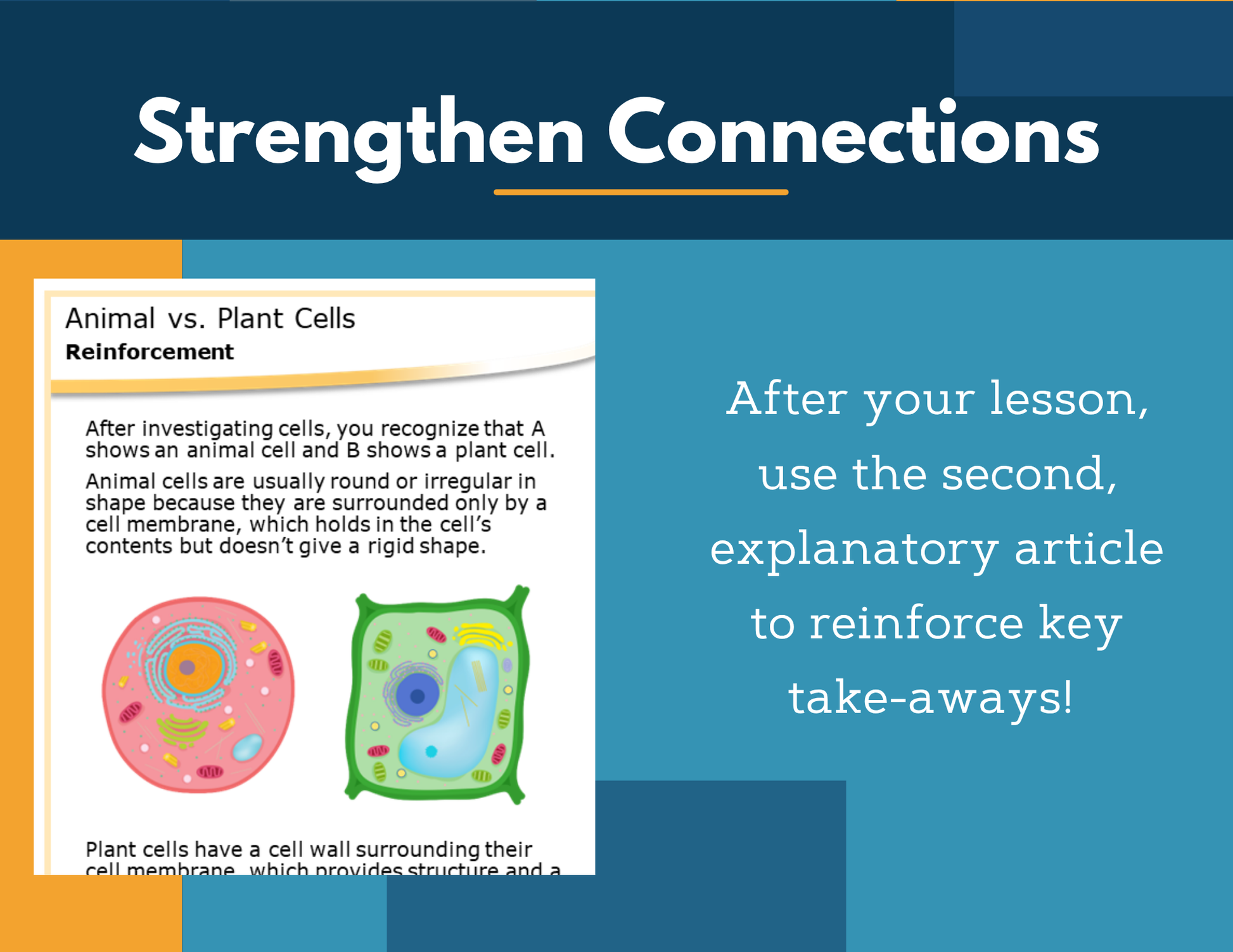 Amazing Anchors Plant vs Animal Cells - MS 6-8