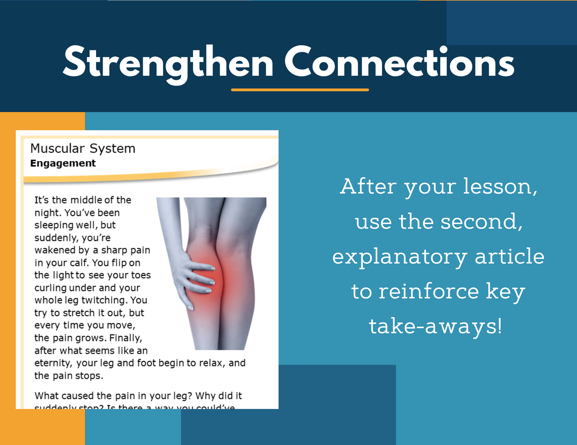 Amazing Anchors - Muscular System - MS 6-8