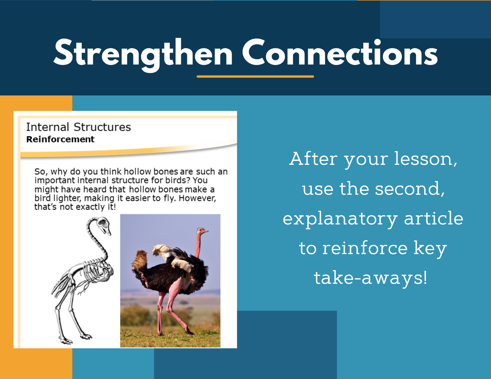Amazing Anchors Internal Adaptations (Internal Structures) - MS 6-8