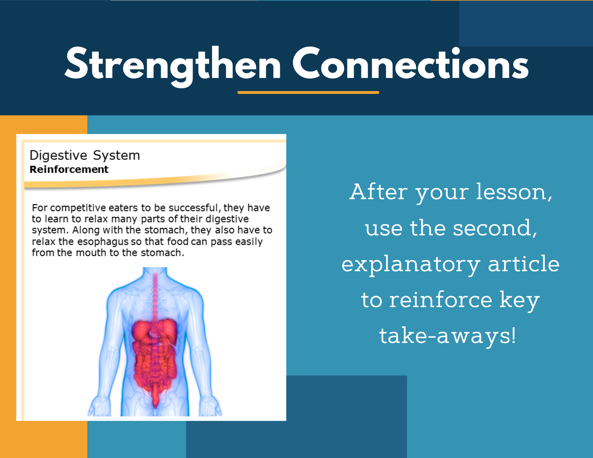 Amazing Anchors - Digestive System - MS 6-8