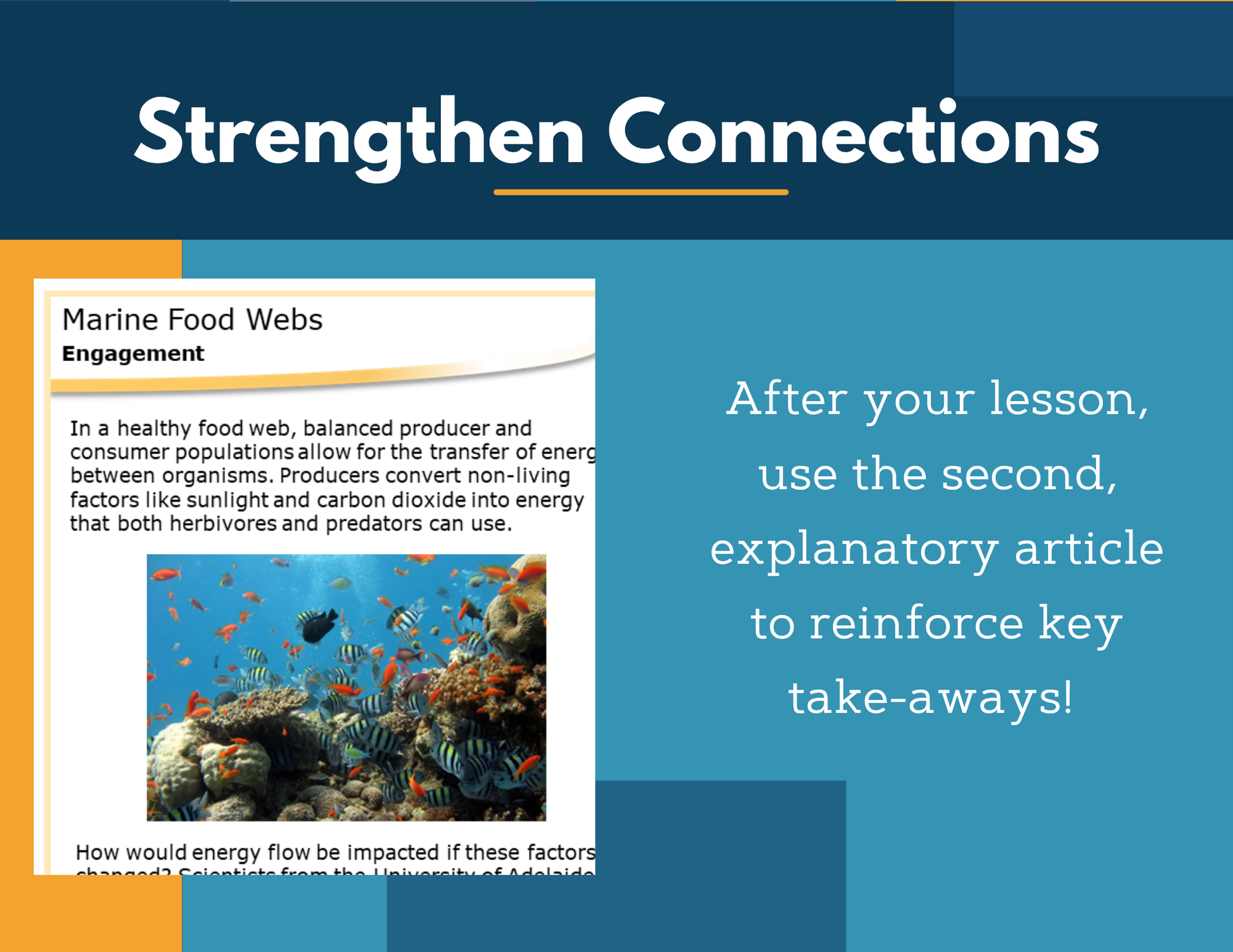 Amazing Anchors Food Webs & Food Chains (Marine) - MS 6-8