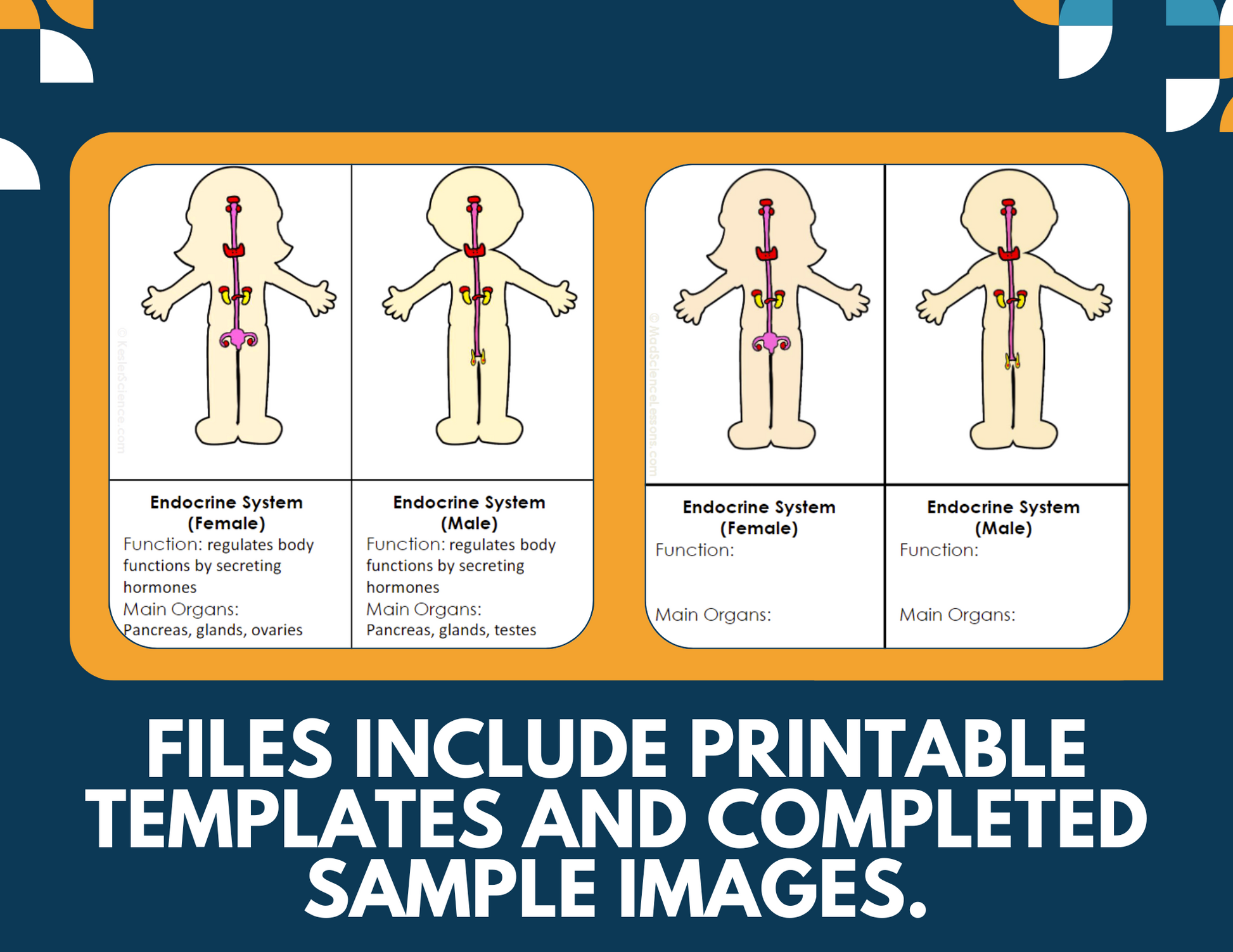 Body Systems Interactive Notebook Pages - Paper INB - MS 6-8
