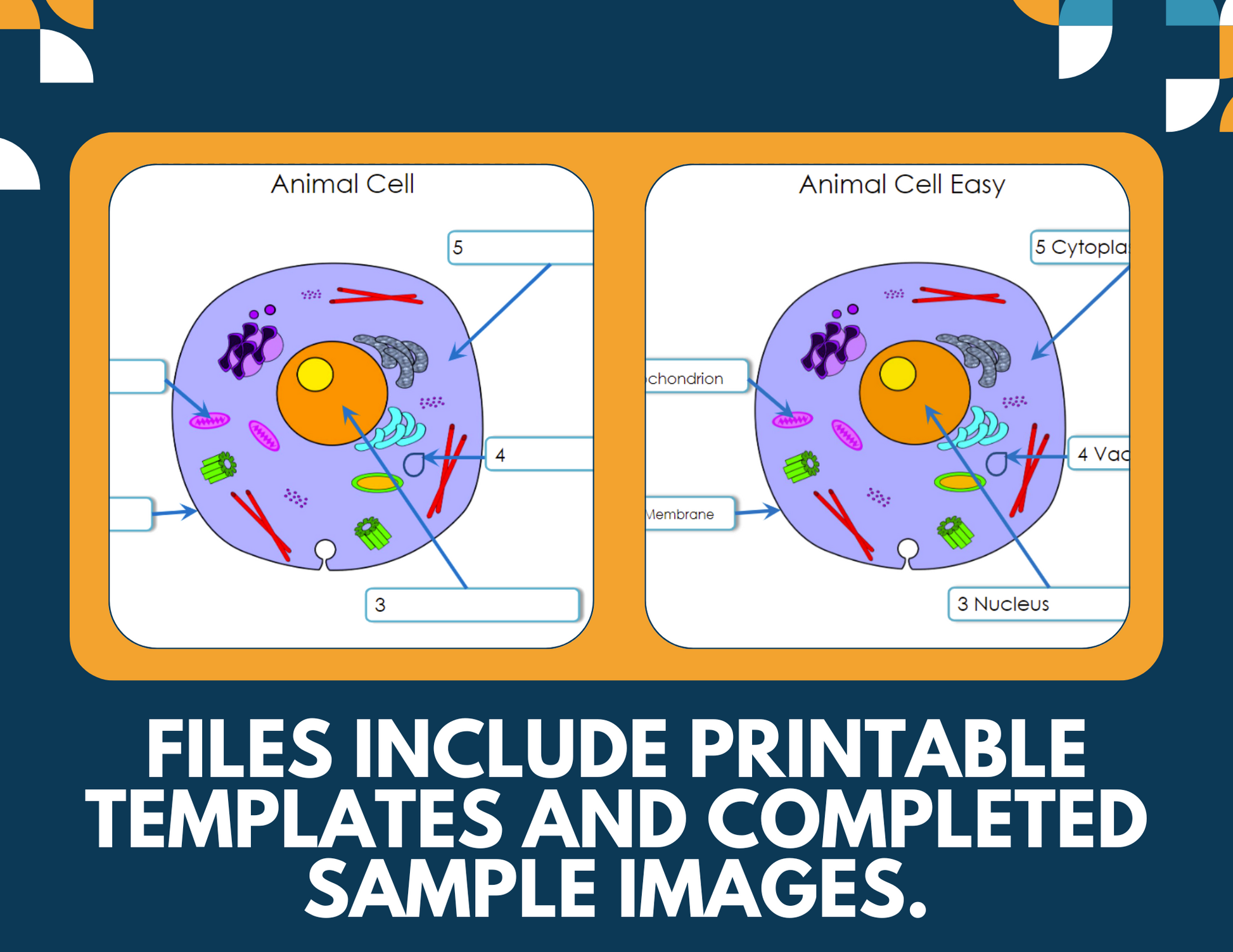 Plant & Animal Cells Interactive Notebook Pages - Paper INB - MS 6-8