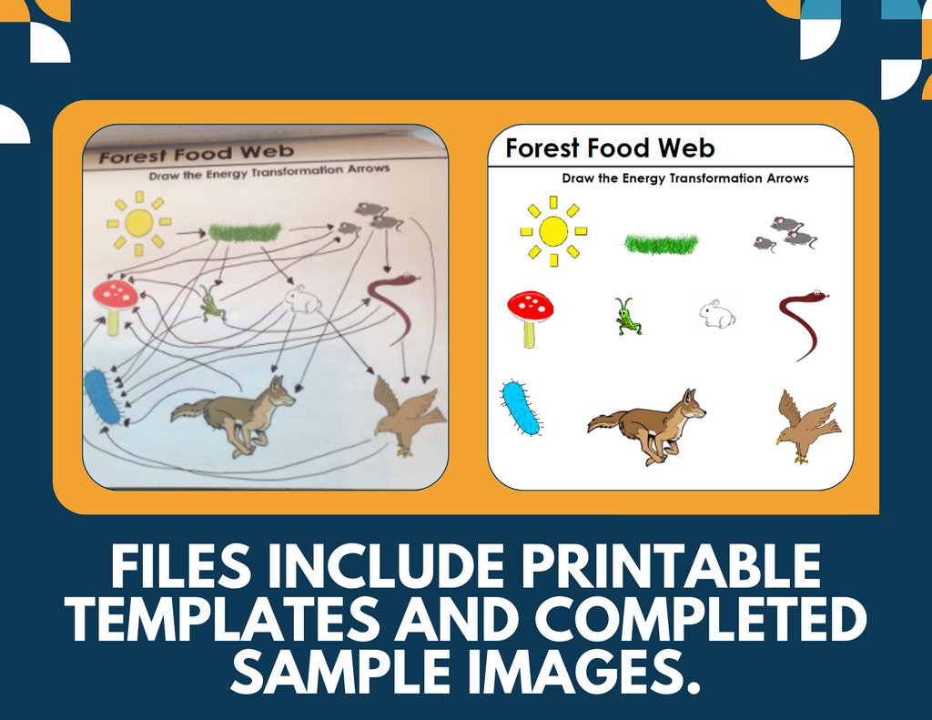 Food Webs & Food Chains Interactive Notebook Pages - Paper INB - MS 6-8