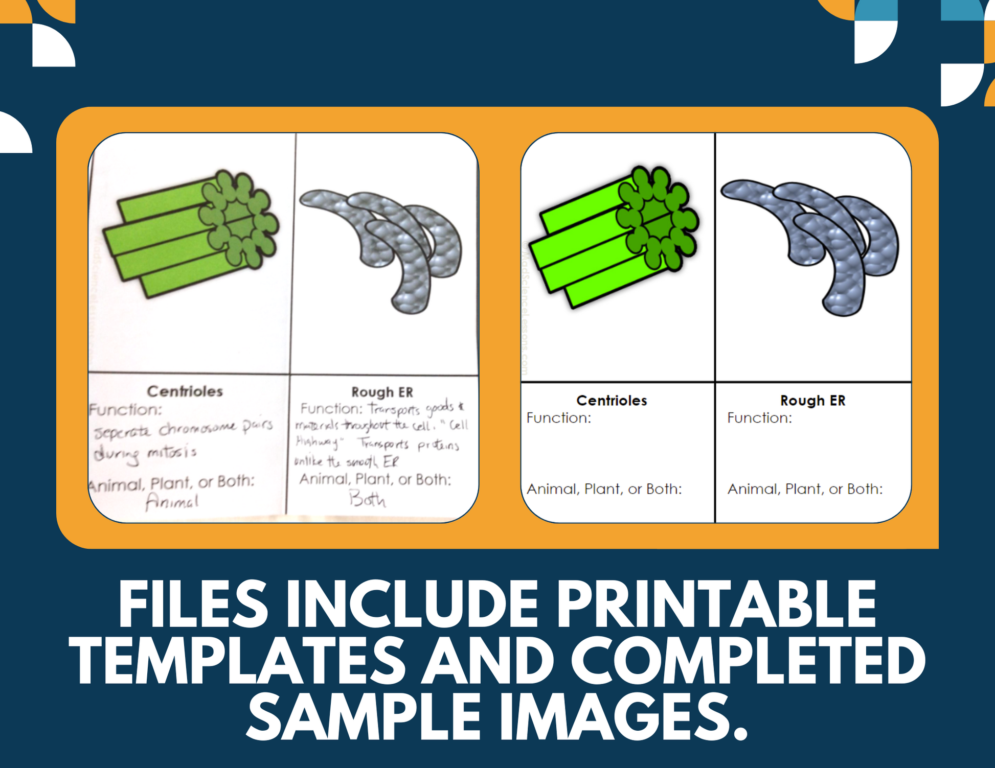 Cell Organelles Interactive Notebook Pages - Paper INB - MS 6-8
