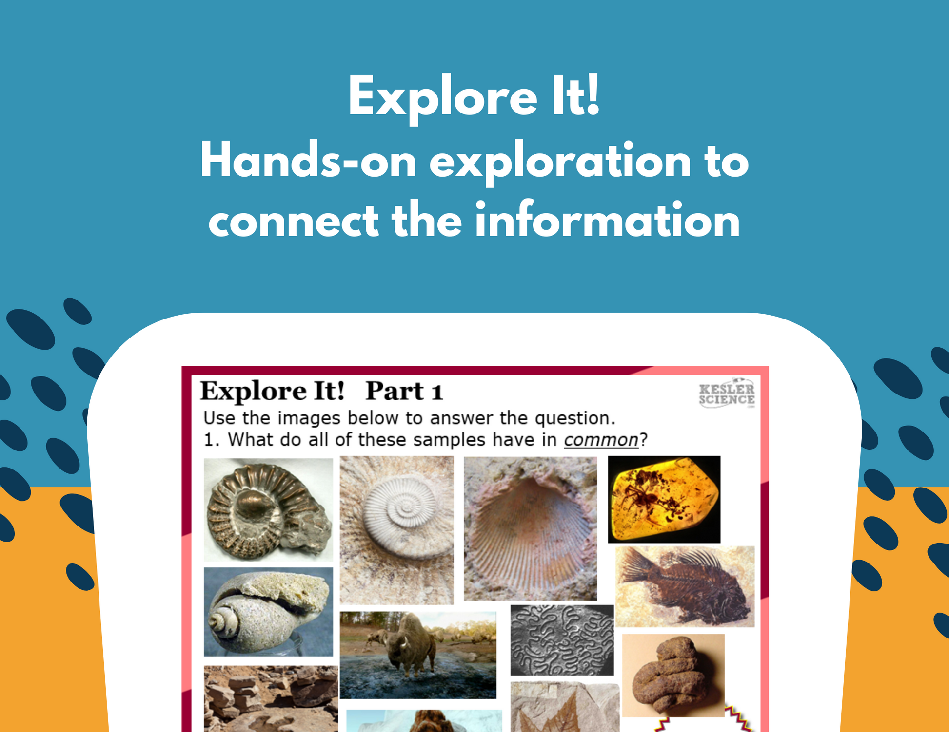 Fossils Station Lab - MS
