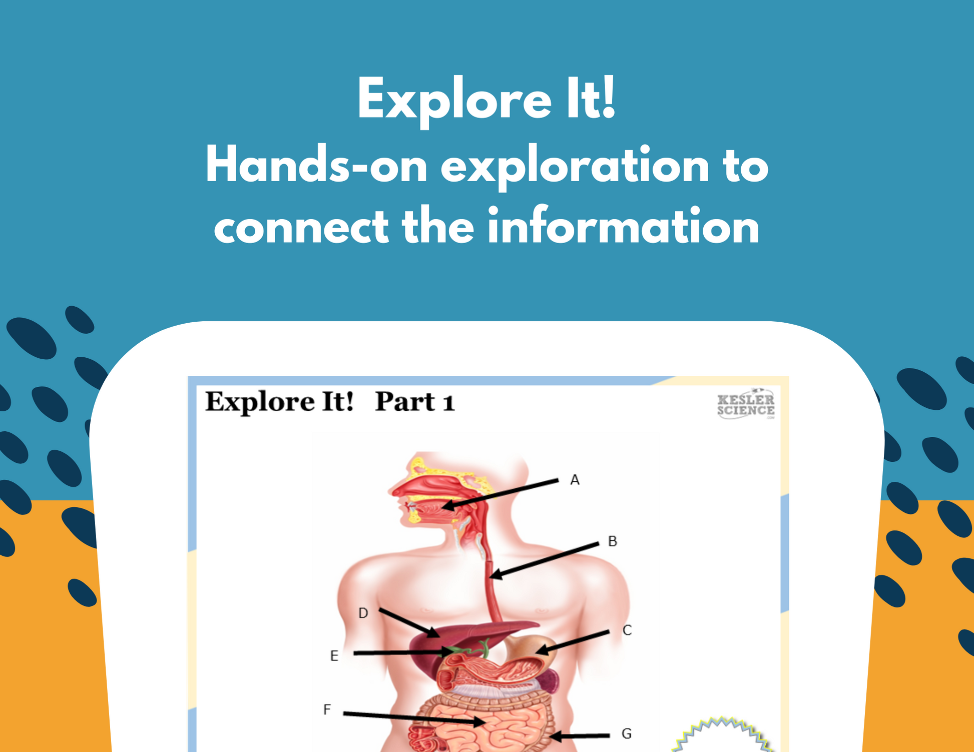 Digestive System Station Lab - MS