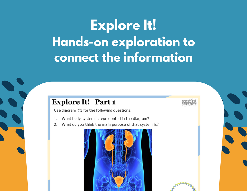Excretory System Station Lab - MS