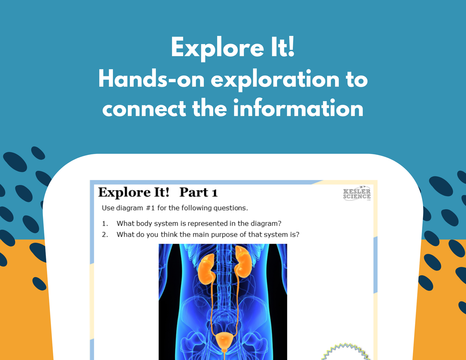 Excretory System Station Lab - MS