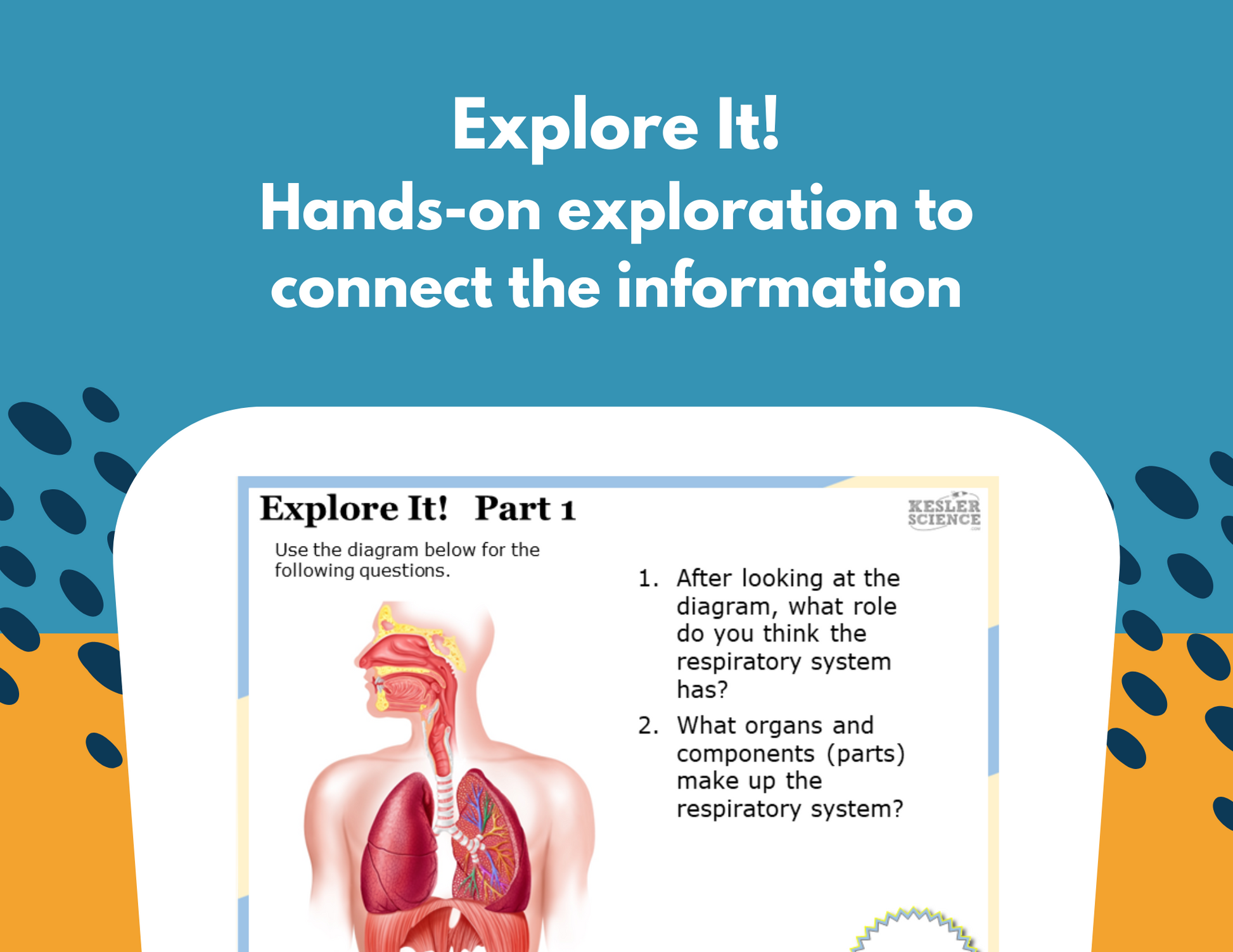 Respiratory System Station Lab - MS