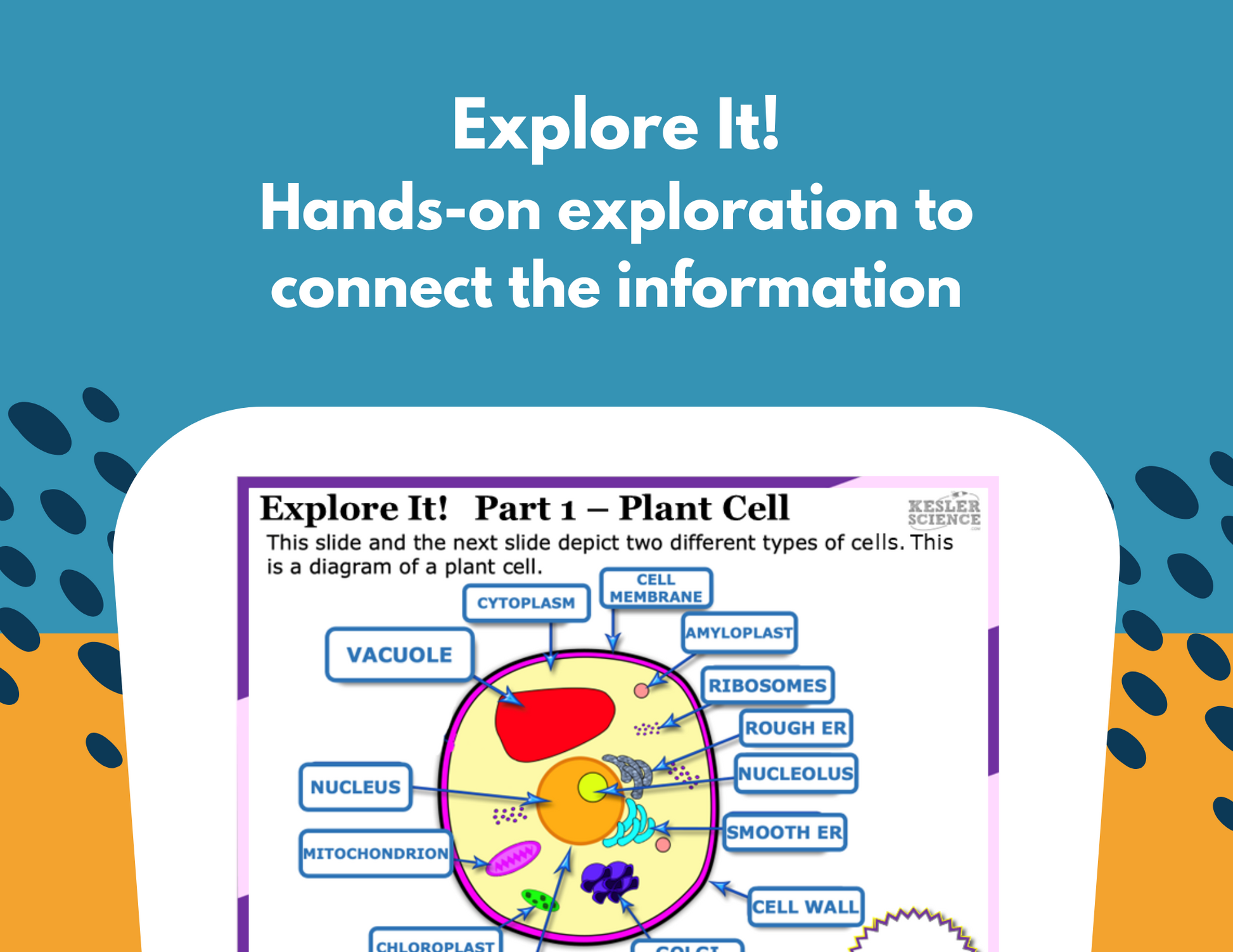 Plant & Animal Cells Station Lab - MS