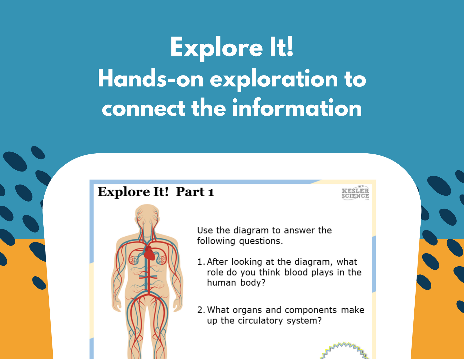 Circulatory System Station Lab - MS