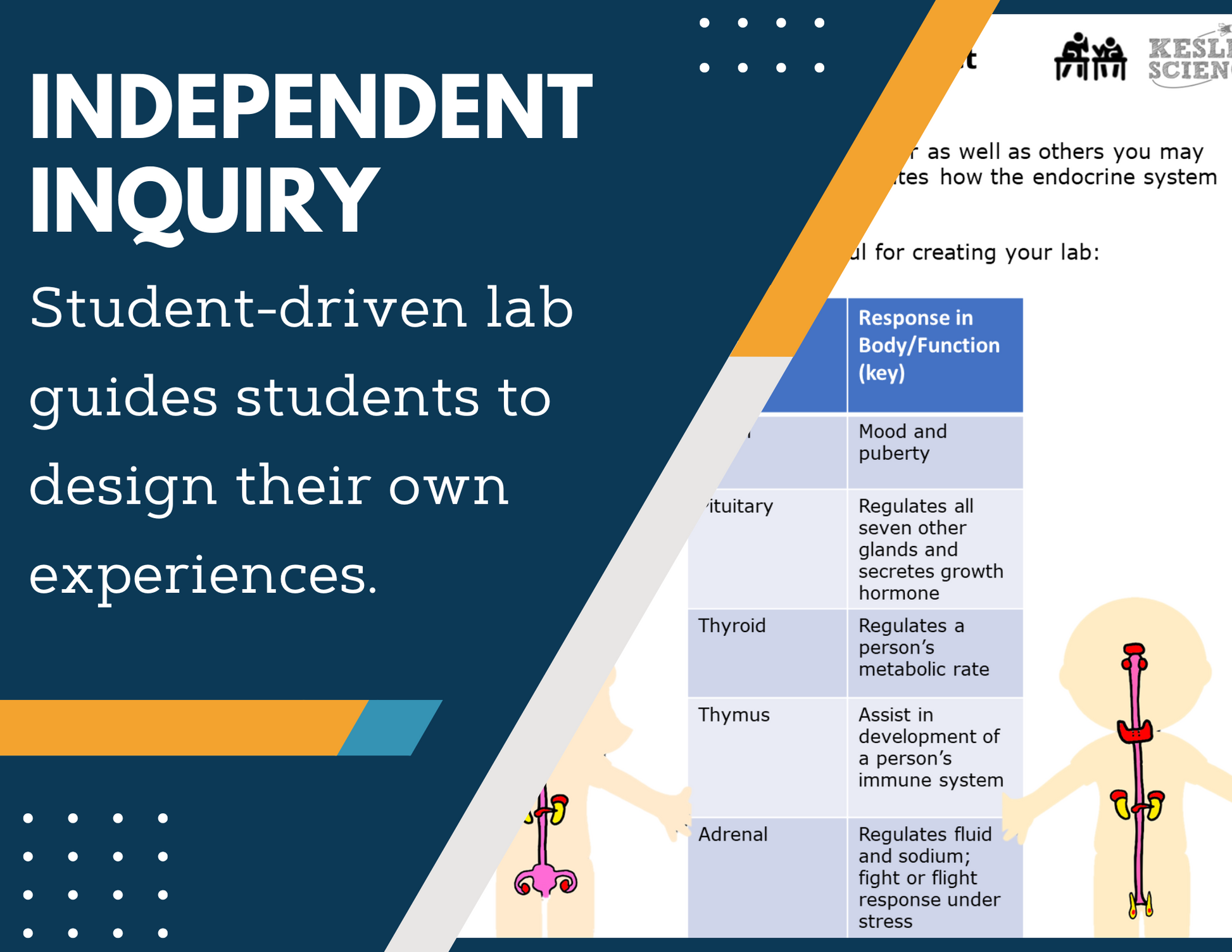 Endocrine System Inquiry Lab - MS 6-8 Science