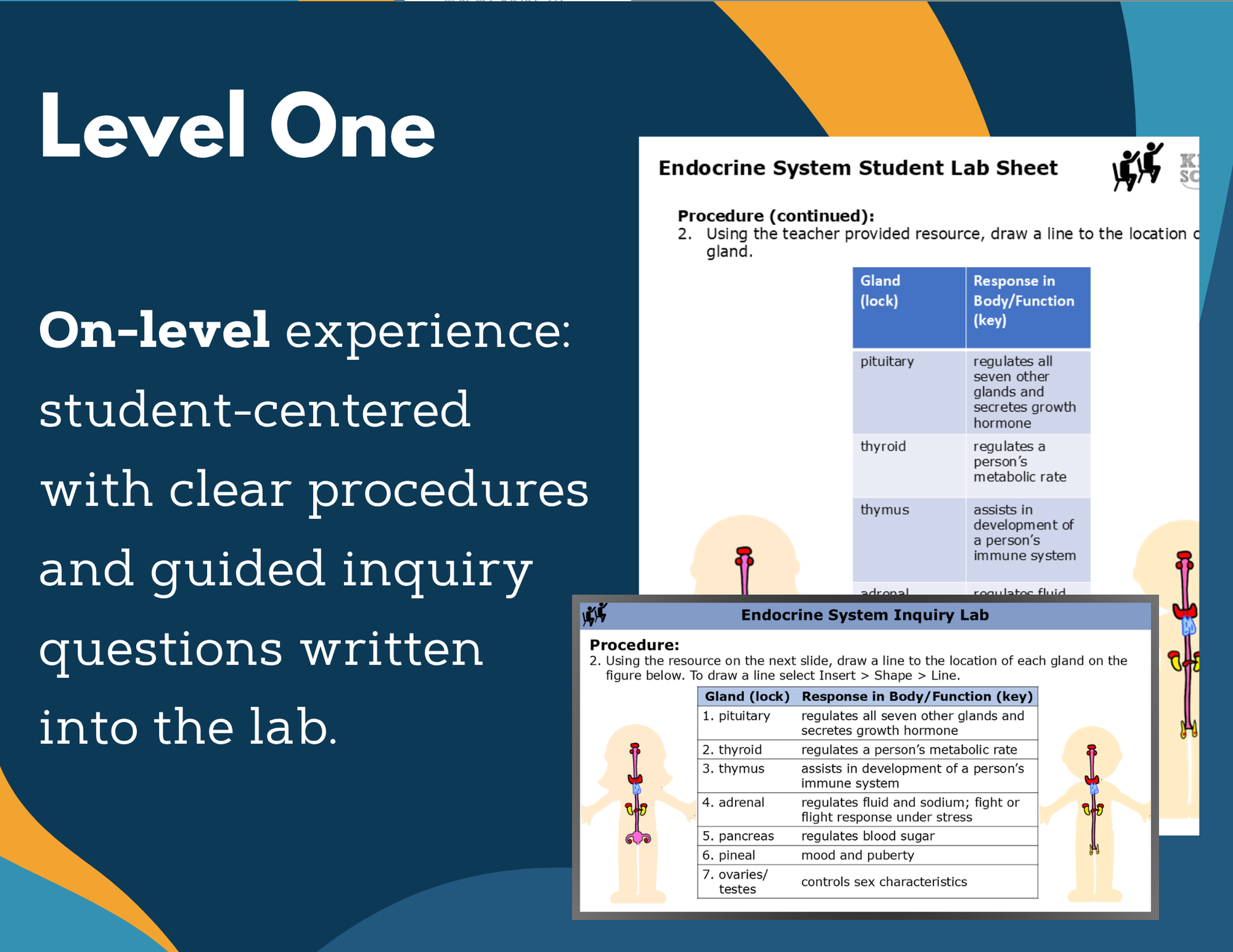 Endocrine System Digital Inquiry Lab - MS 6-8