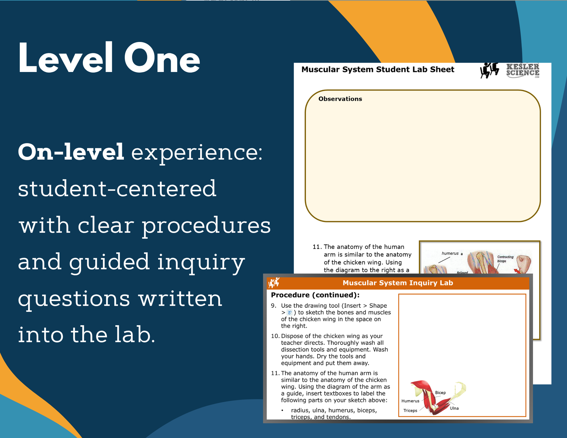 Muscular System Digital Inquiry Lab - MS 6-8