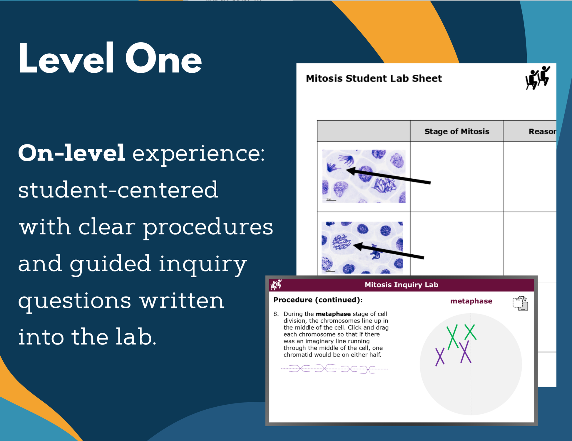 Mitosis Digital Inquiry Lab - MS 6-8