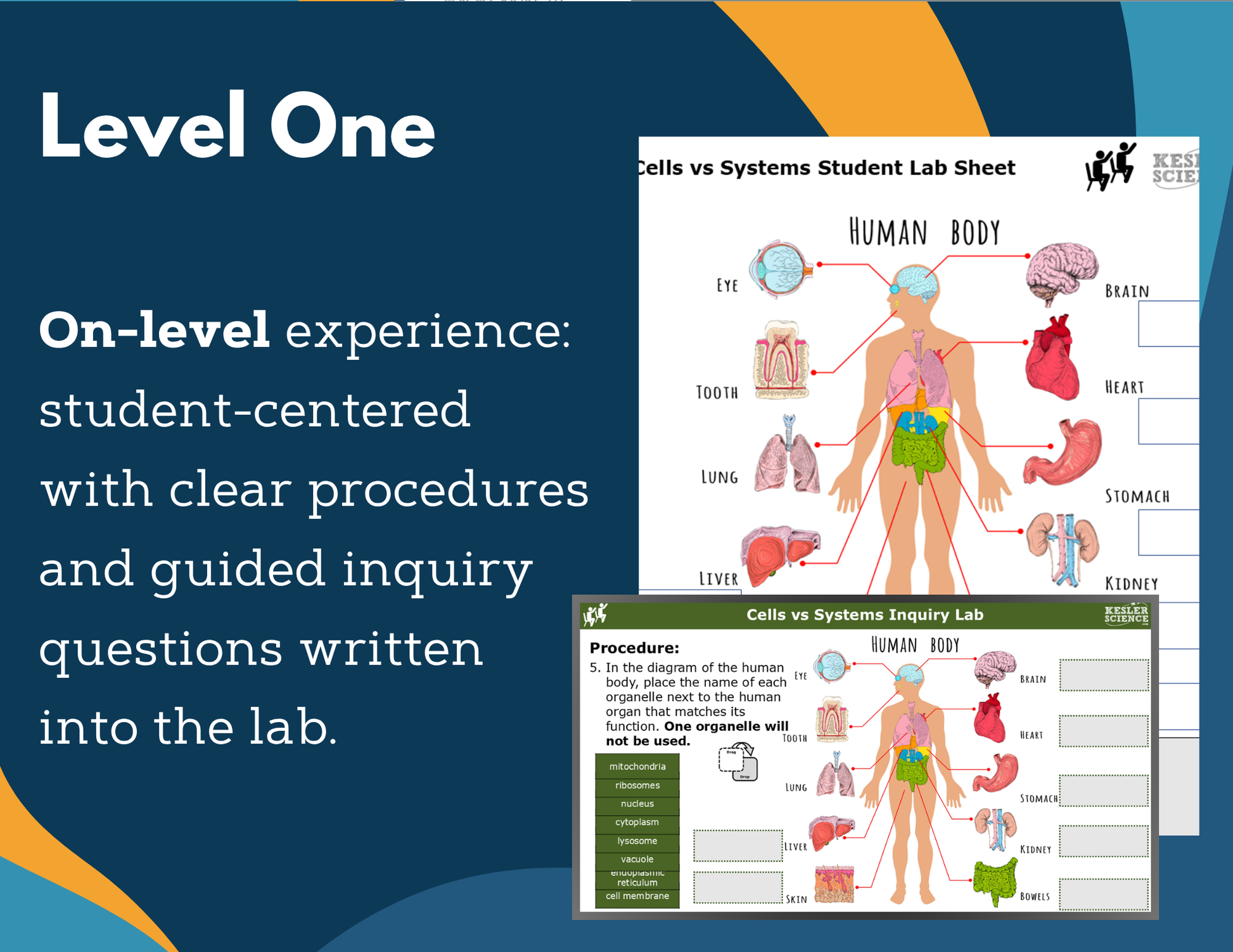Cells vs Systems Digital Inquiry Lab - MS 6-8