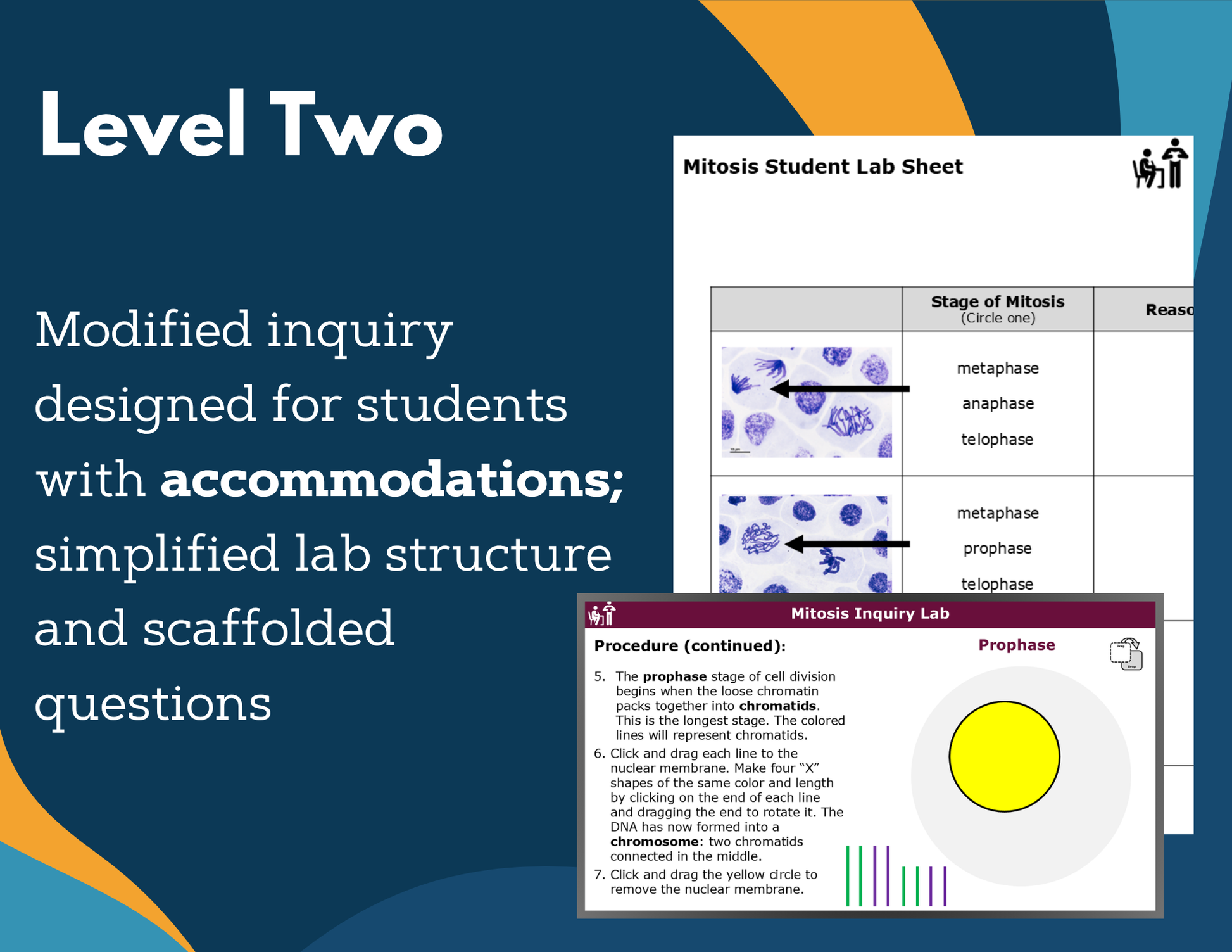Mitosis Digital Inquiry Lab - MS 6-8