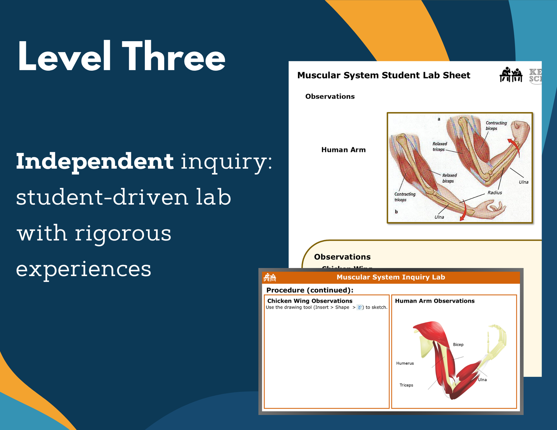 Muscular System Digital Inquiry Lab - MS 6-8