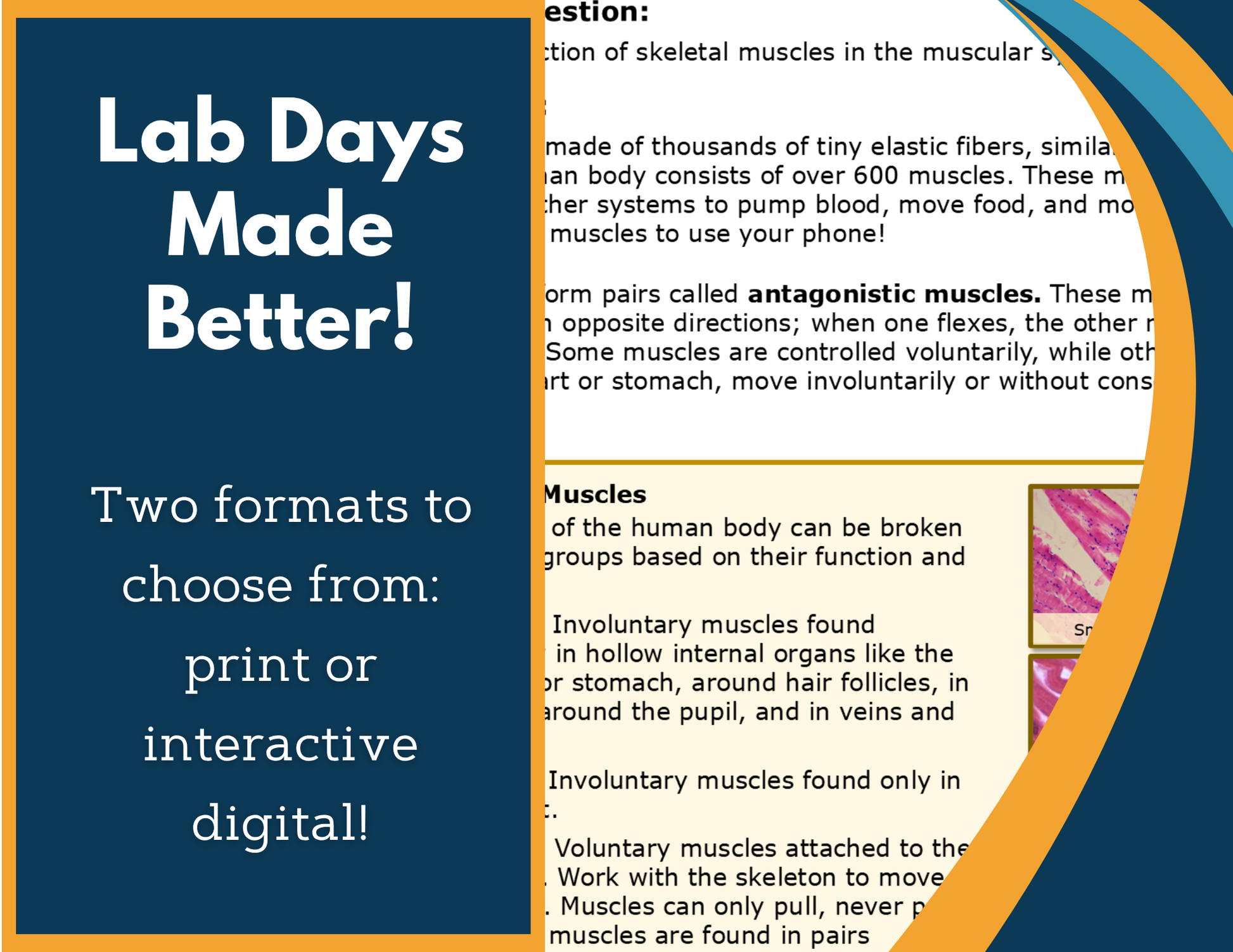 Muscular System Digital Inquiry Lab - MS 6-8