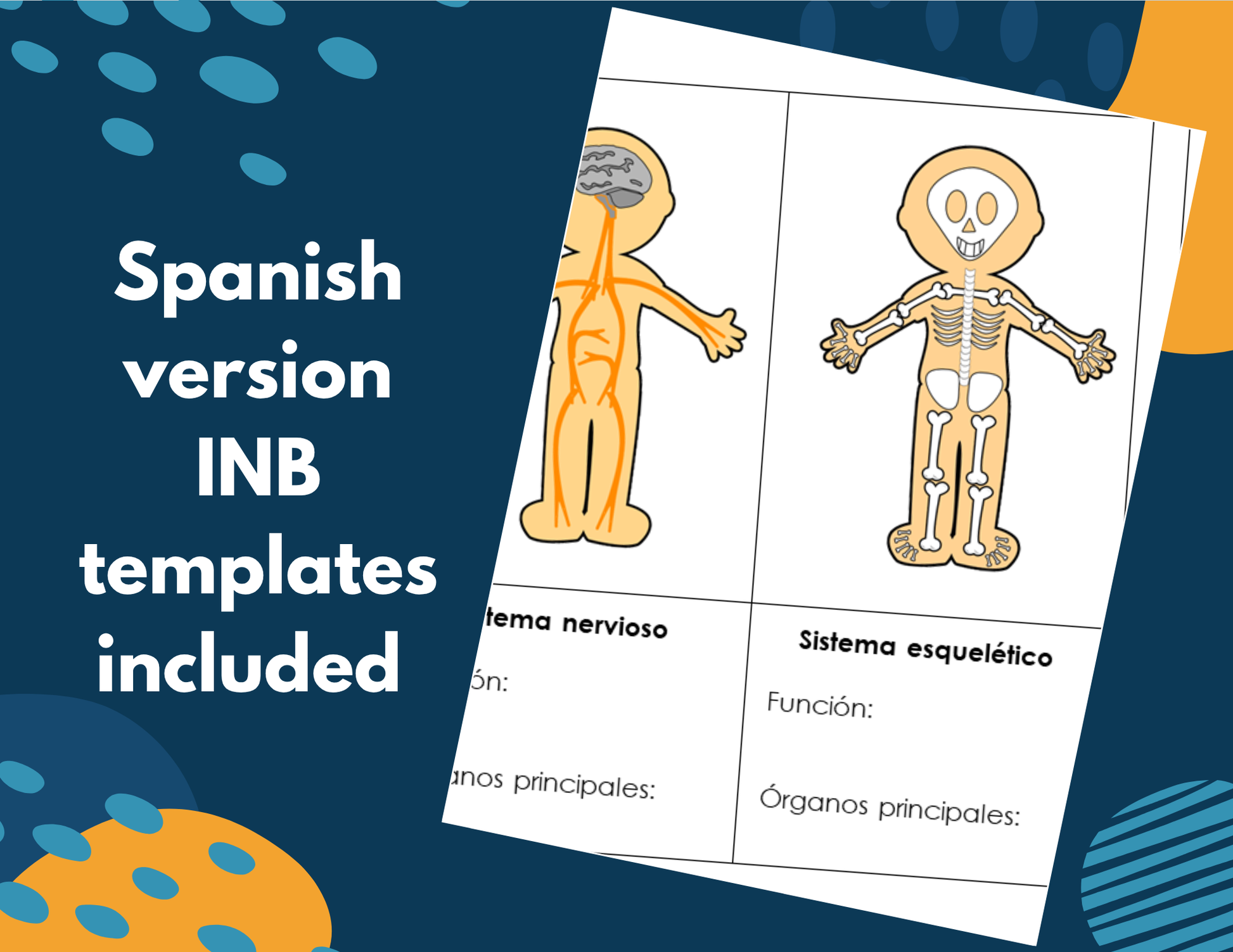 Skeletal System Complete Lesson Plan - MS