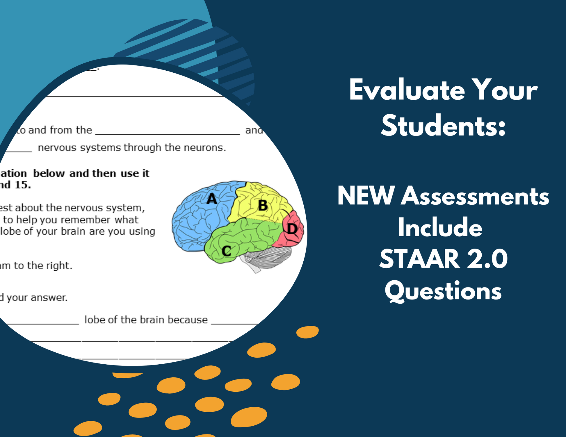 Nervous System Complete Lesson Plan - MS