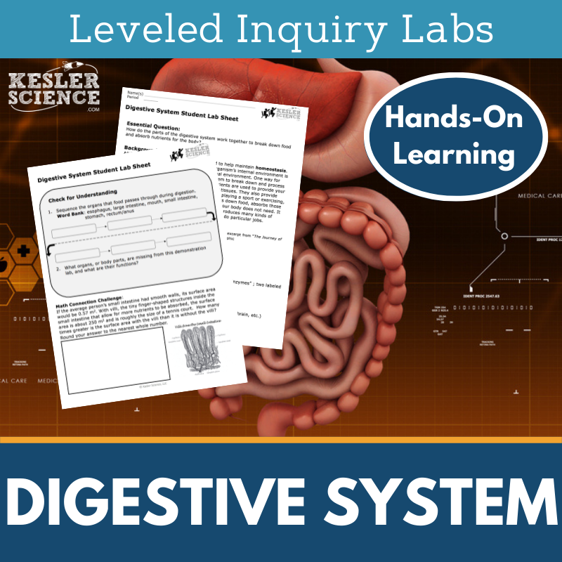 Digestive System Inquiry Lab - MS 6-8 Science