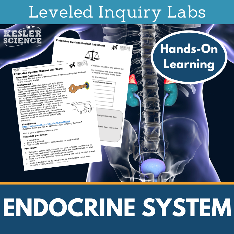 Endocrine System Inquiry Lab - MS 6-8 Science