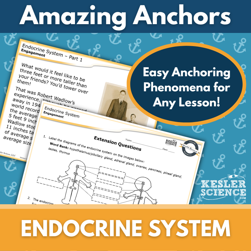 Amazing Anchors - Endocrine System - MS 6-8