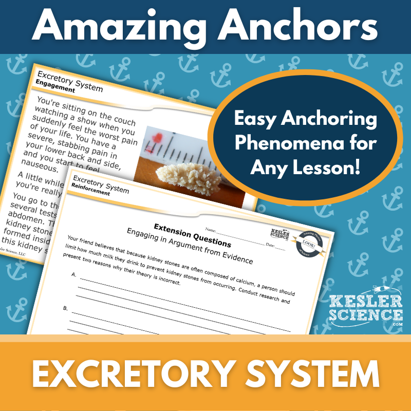 Amazing Anchors - Excretory System - MS 6-8
