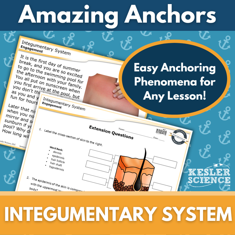 Amazing Anchors - Integumentary System - MS 6-8