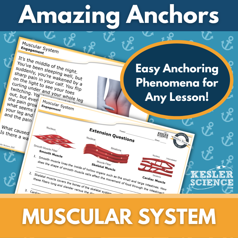 Amazing Anchors - Muscular System - MS 6-8