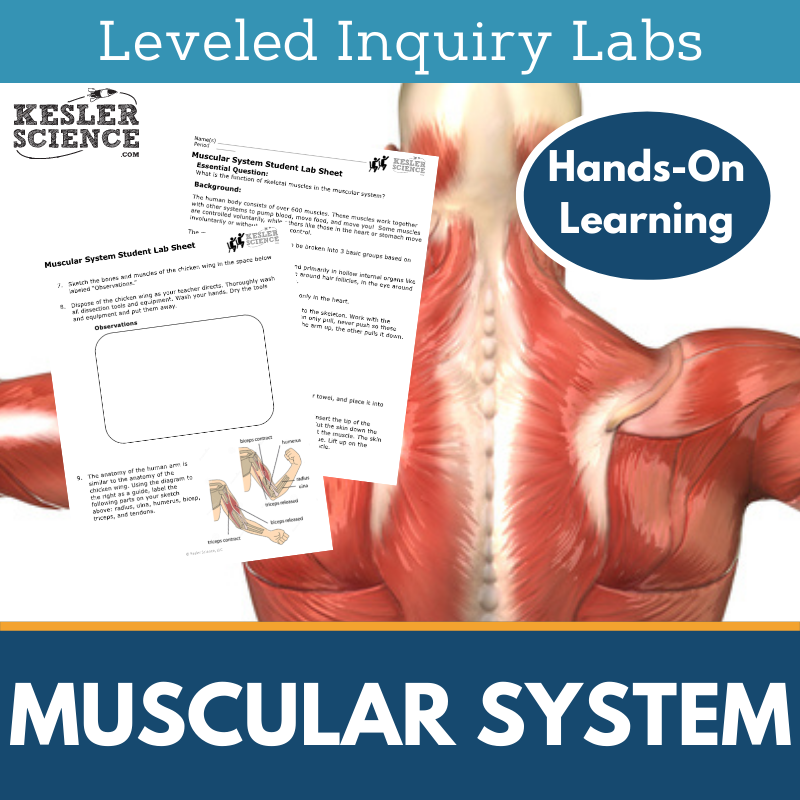 Muscular System Inquiry Lab - MS 6-8 Science TEKS