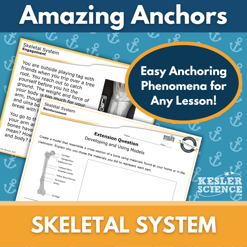 Amazing Anchors - Skeletal System - MS 6-8