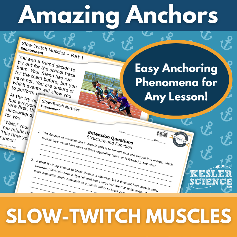 Amazing Anchors Cell Parts & Functions (Slow Twitch Muscles) - NGSS MS LS1-2, MS 6-8