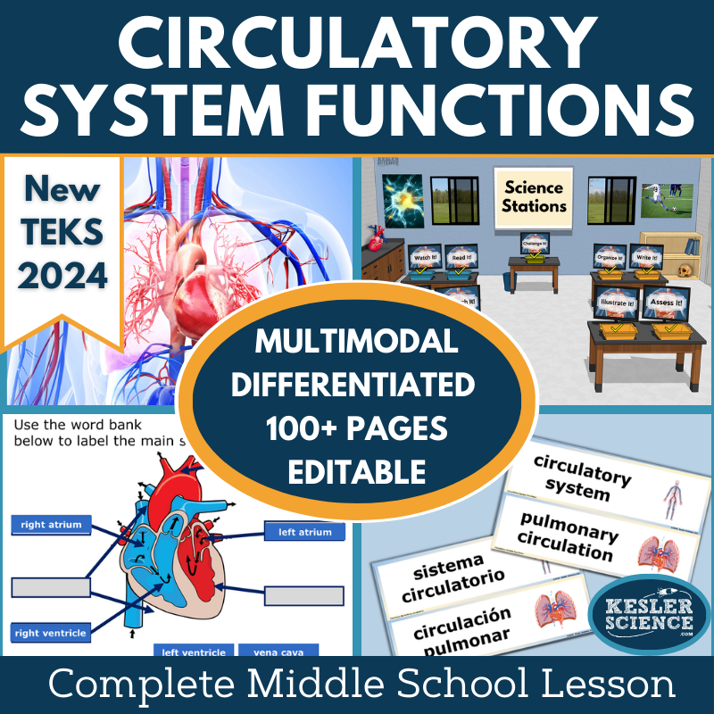 Circulatory System Functions Station Lab New TEKS 7.13A