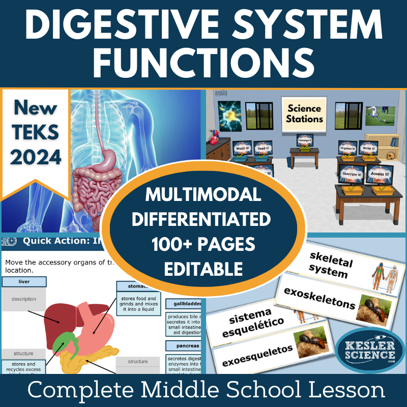 Digestive System Functions Complete Science Lesson - New TEKS 7.13A