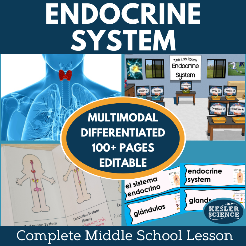 Endocrine System Complete Lesson Plan - Grades 6-8 – Kesler Science Store