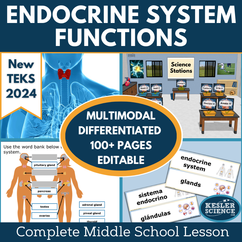 Endocrine System Functions Complete Science Lesson - New TEKS 7.13A